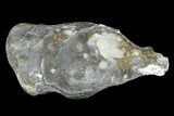Cretaceous Fossil Sponge (Jereica) - Germany #174250-2